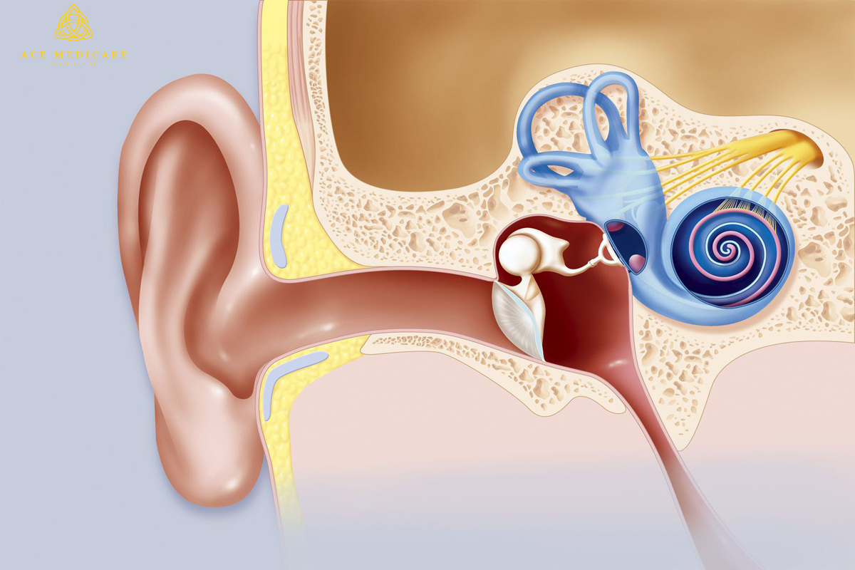 Empowering Advocacy for Middle Ear Transplantation: Raising Awareness and Support